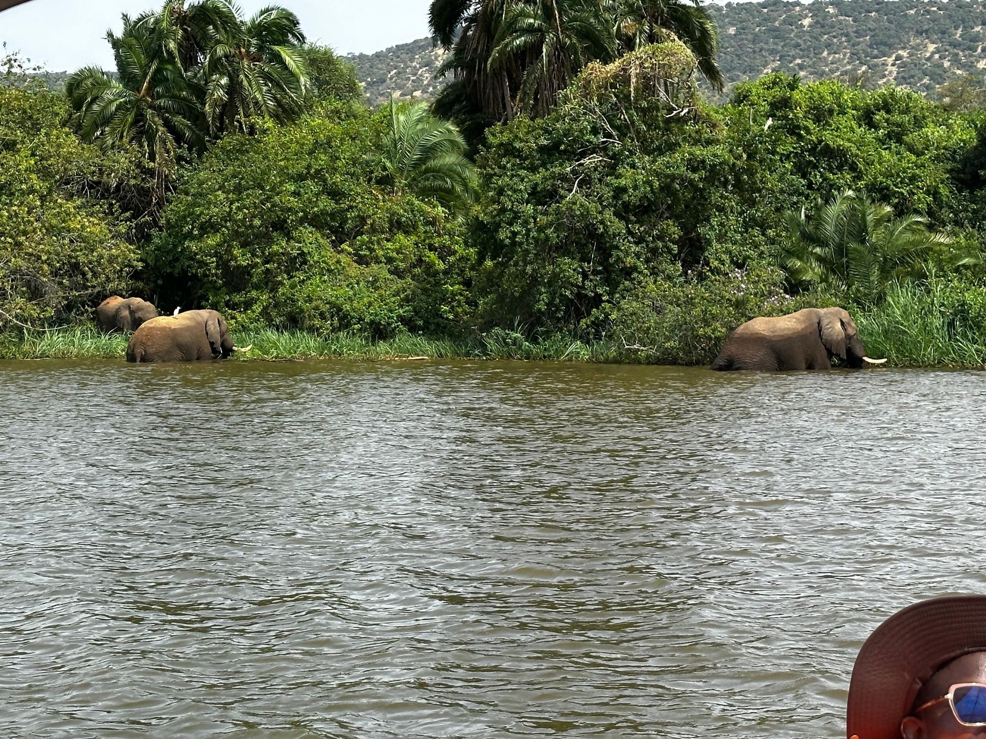 Elephants drinking at the water's edge among palm trees