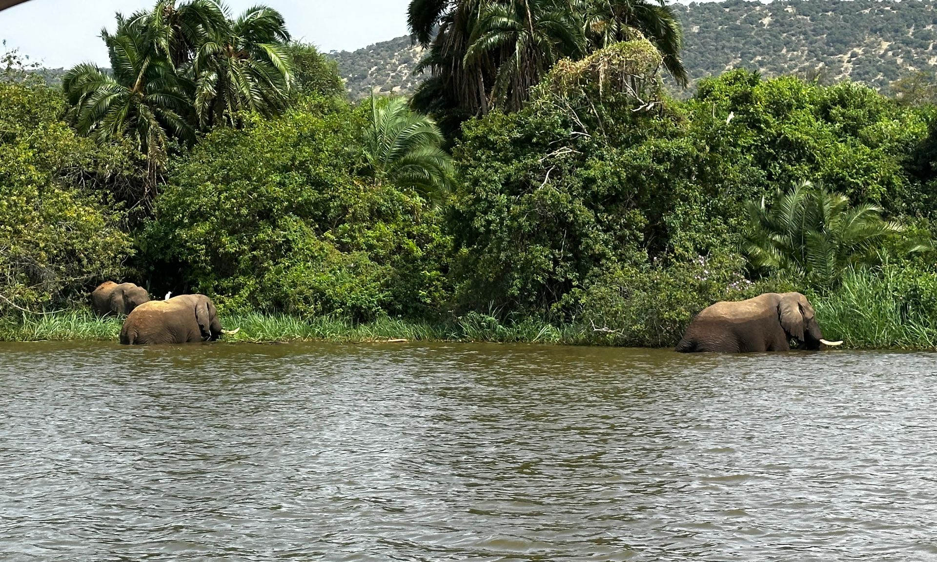Elephants drinking from Lake Ihema during an Akagera National Park boat safari