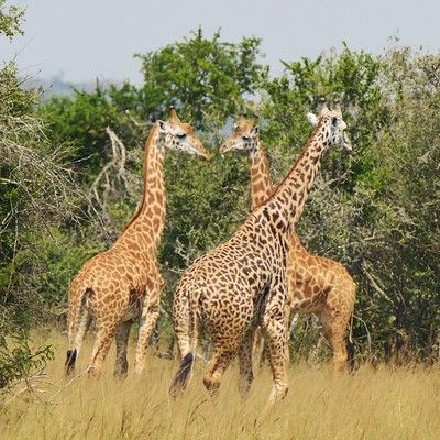 Masai giraffes browsing acacia woodland western hills Akagera National Park Rwanda