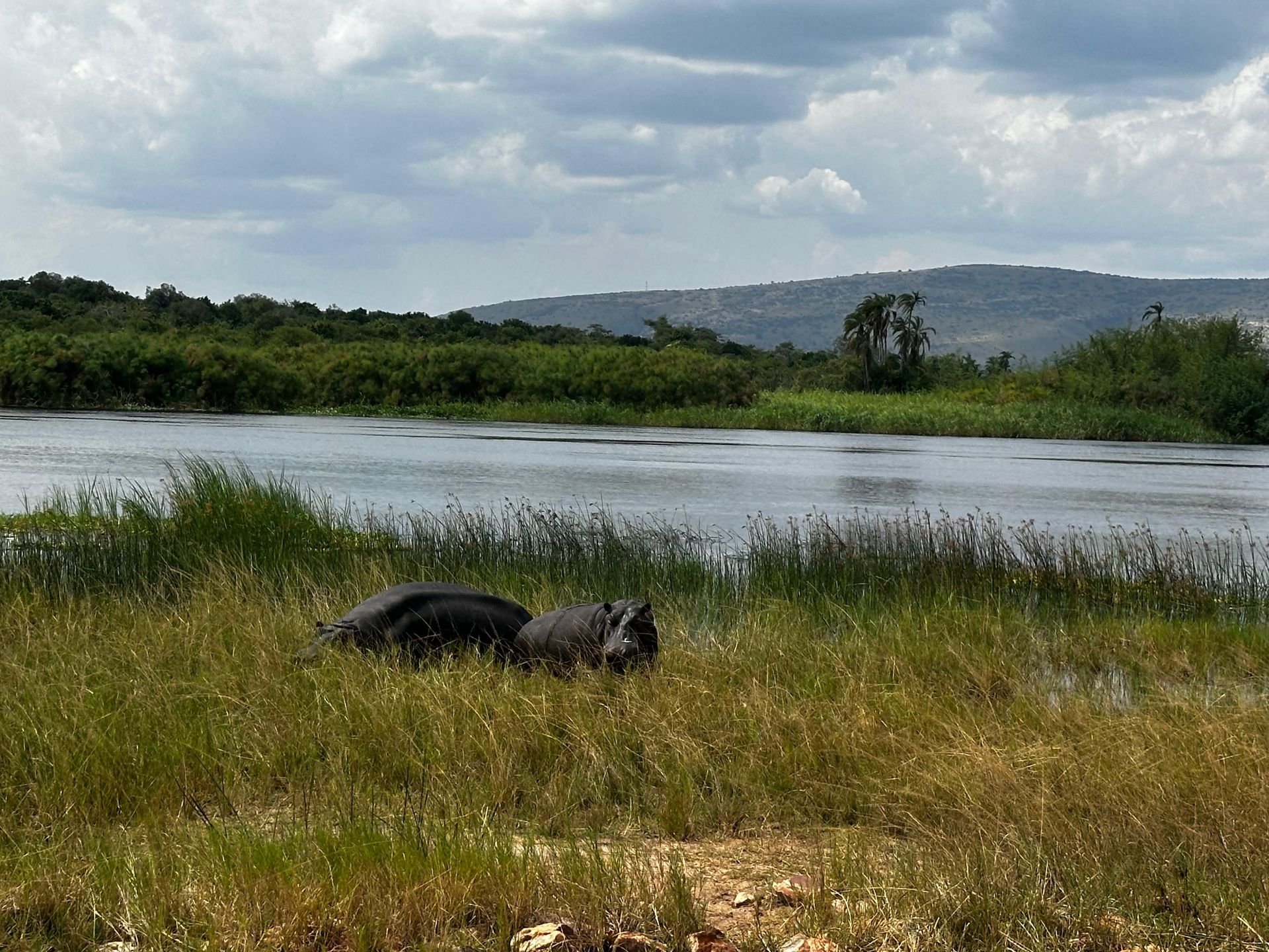 Two hippos partially submerged in the grass near the shoreline