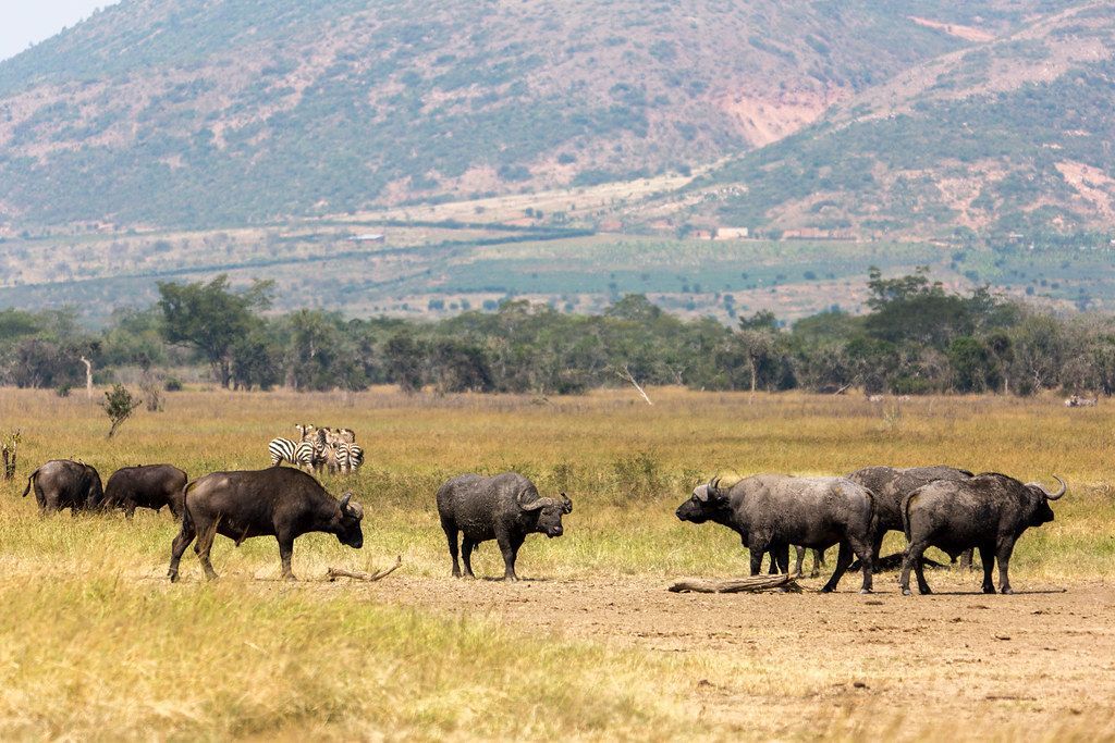 Buffalo herd with zebras grazing on open savanna plains, Akagera National Park