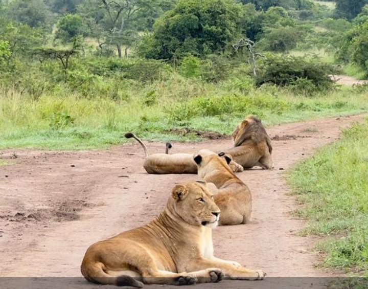 Lioness resting on the dirt track with two lions lying behind on the road