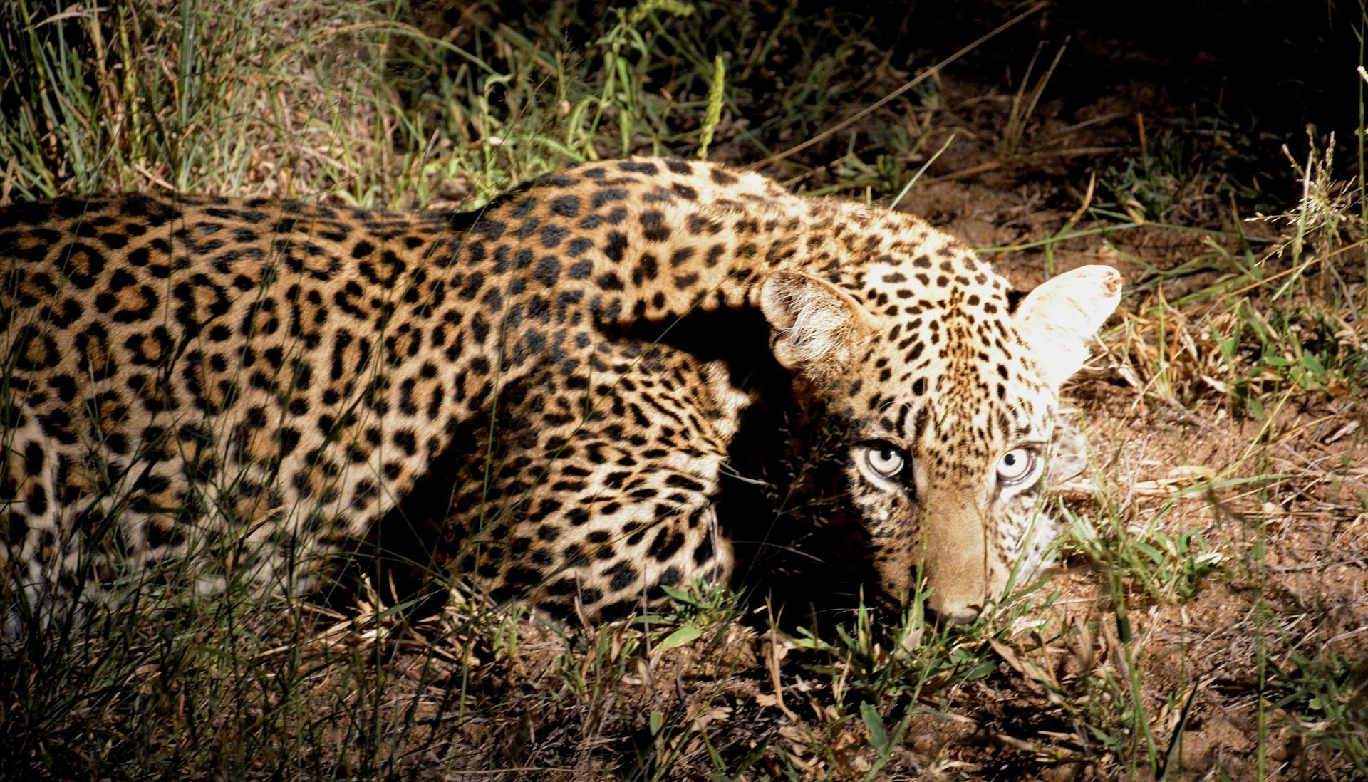 Leopard illuminated by spotlight on Akagera night safari