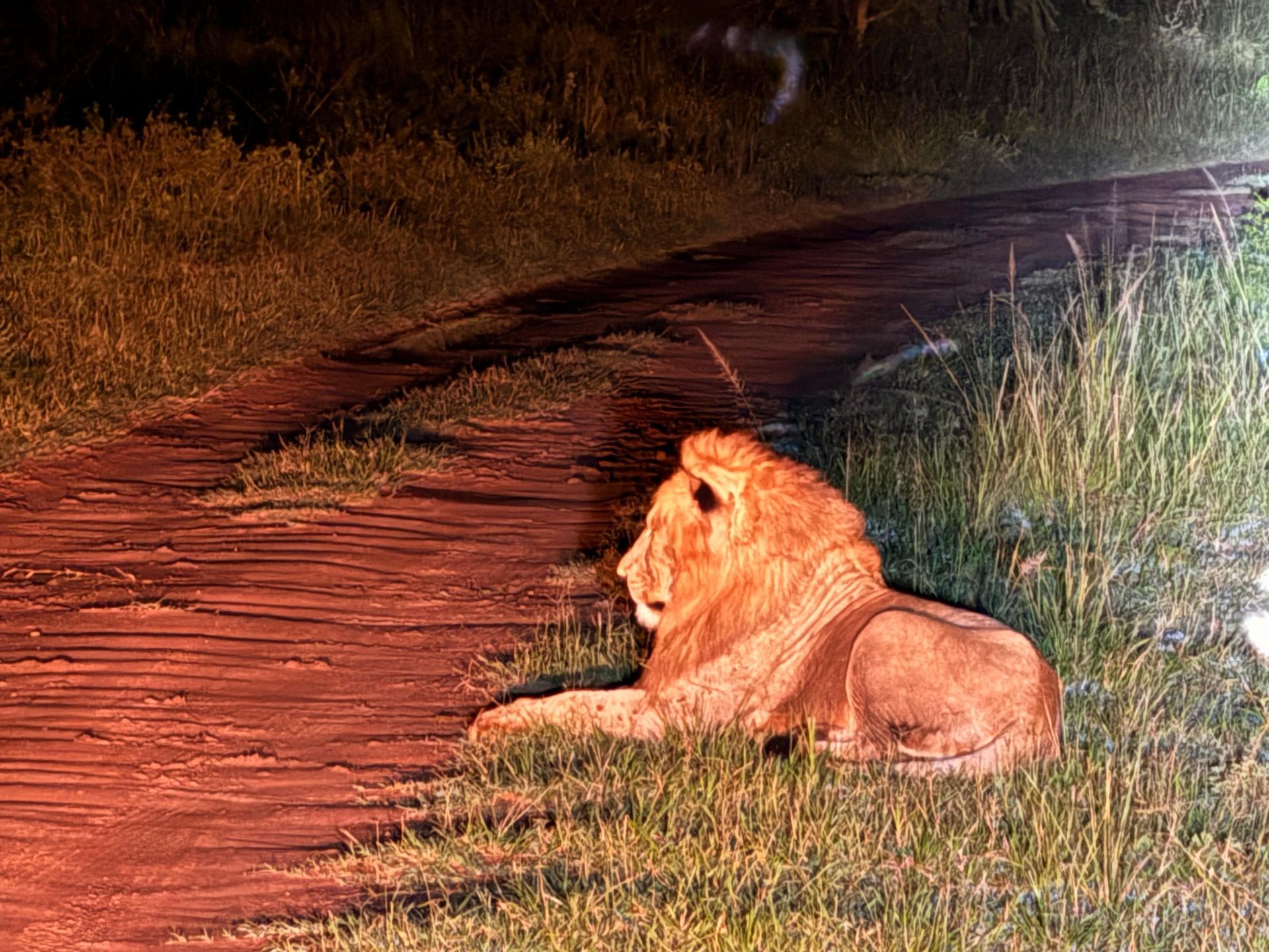 Male lion resting on a dirt track at night, caught in a spotlight, full mane visible, surrounded by tall grass