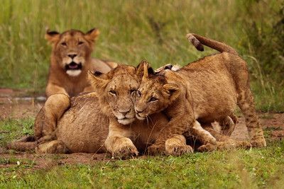 Lion pride cubs resting on open savannah Akagera National Park Rwanda Big Five