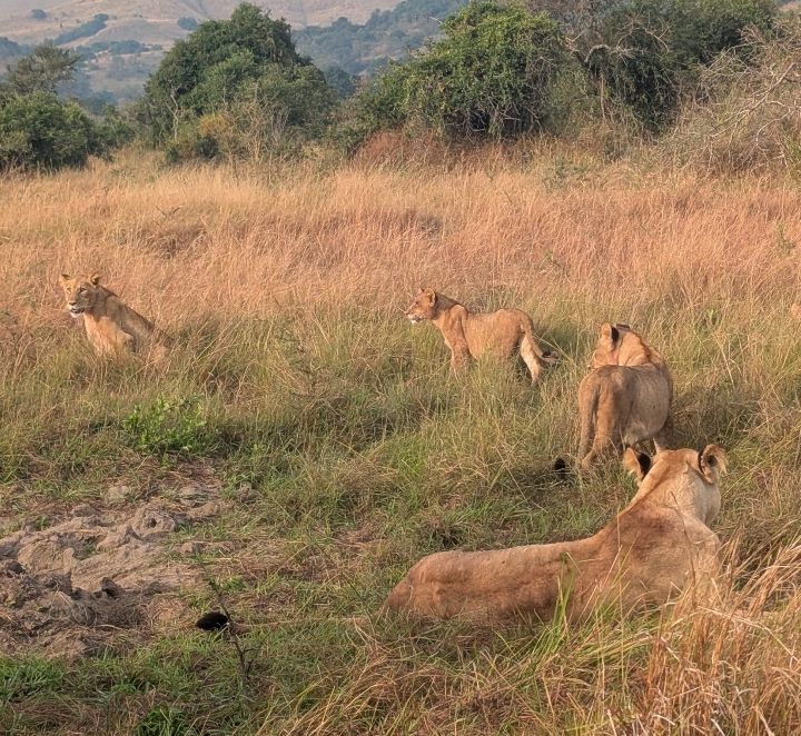 A pride of five lions resting in kilala plains tall golden grass