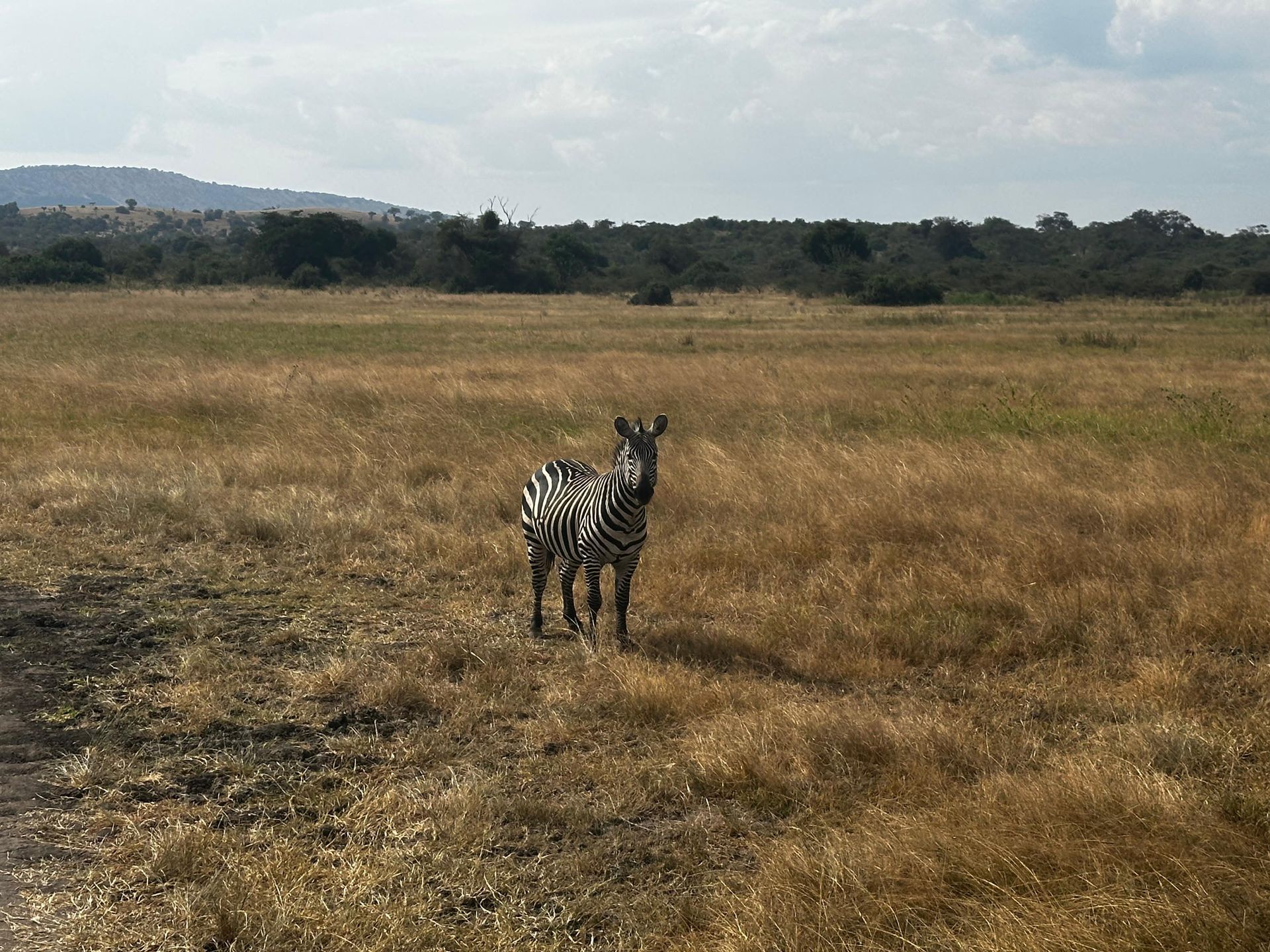 A zebra standing alert in tall golden grass