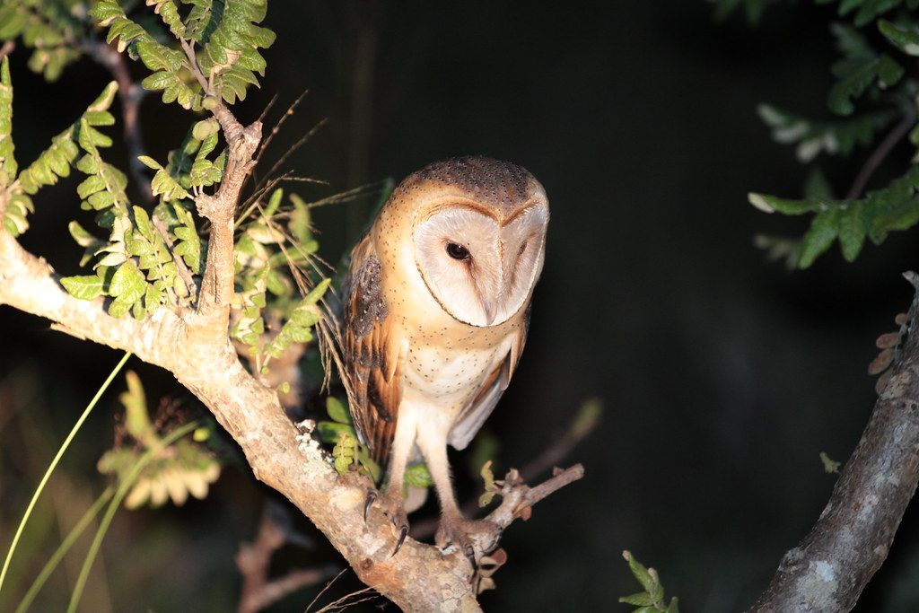 barn owl perched on a tree branch in Akagera at night, heart-shaped face turned toward the camera.