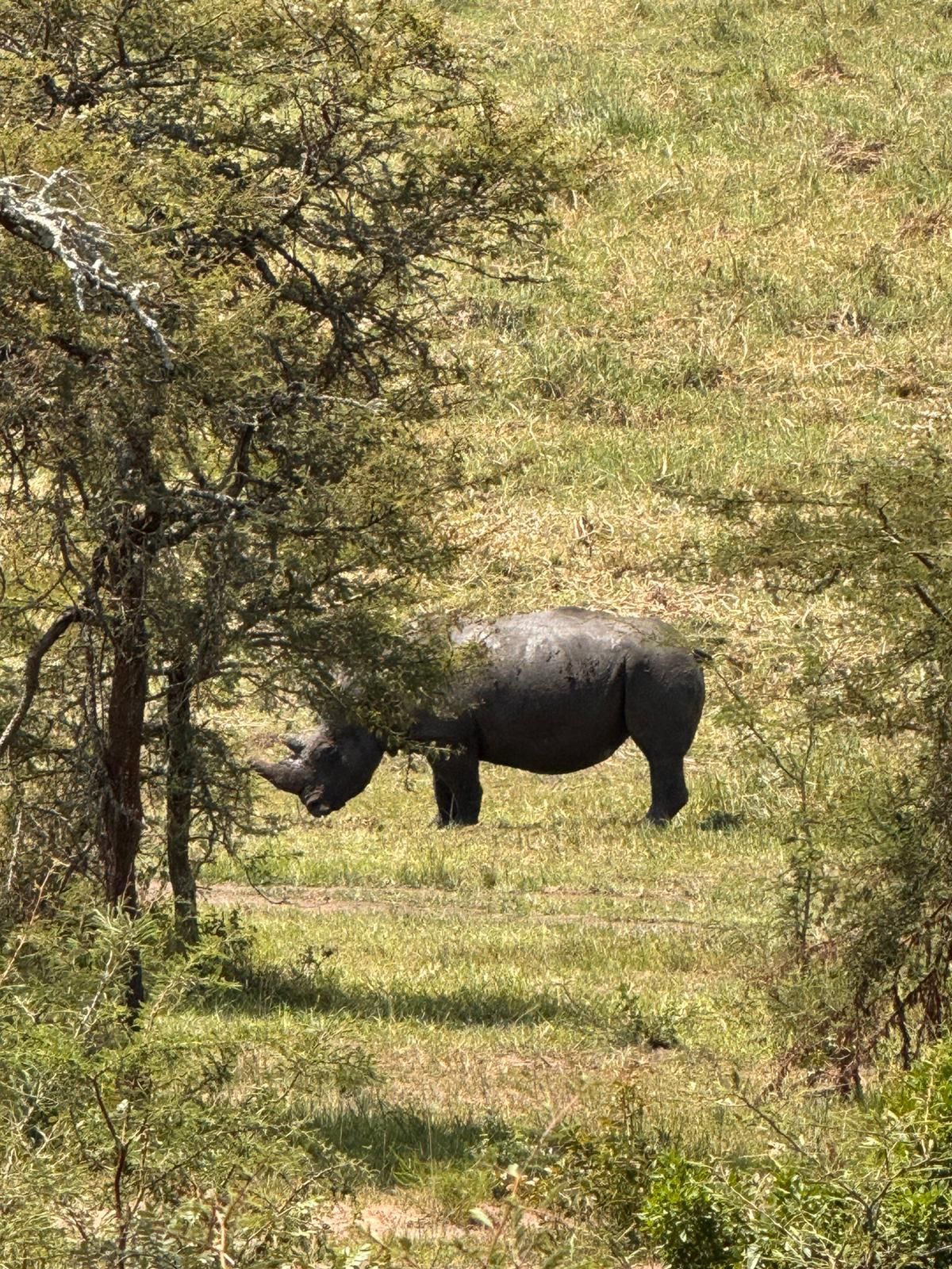Rhino partially hidden by shrubs