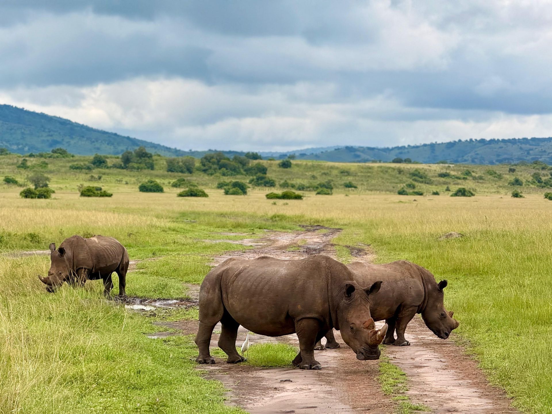Two white rhinos walking along a dirt track through green savanna, Akagera National Park