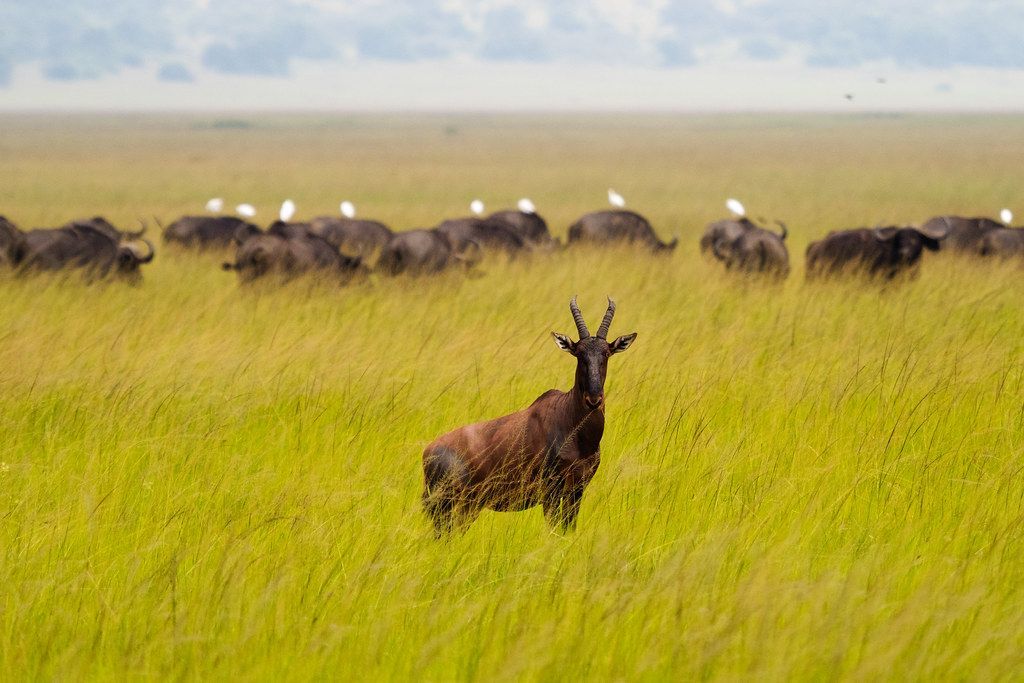 Topi antelope standing alert in tall green savanna grass, Akagera National Park
