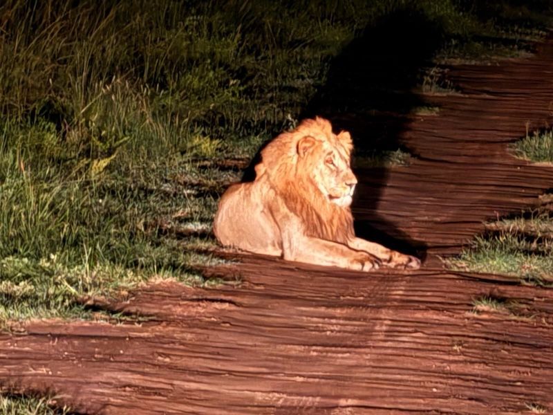 Male lion resting at night illuminated by spotlight, Akagera National Park