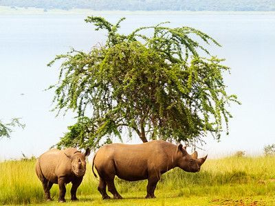 White rhinos grazing beneath acacia tree Kilala Plains northern Akagera National Park Rwanda
