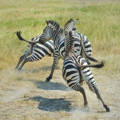 Zebras sparring and kicking on open savannah dust Kilala Plains Akagera National Park Rwanda
