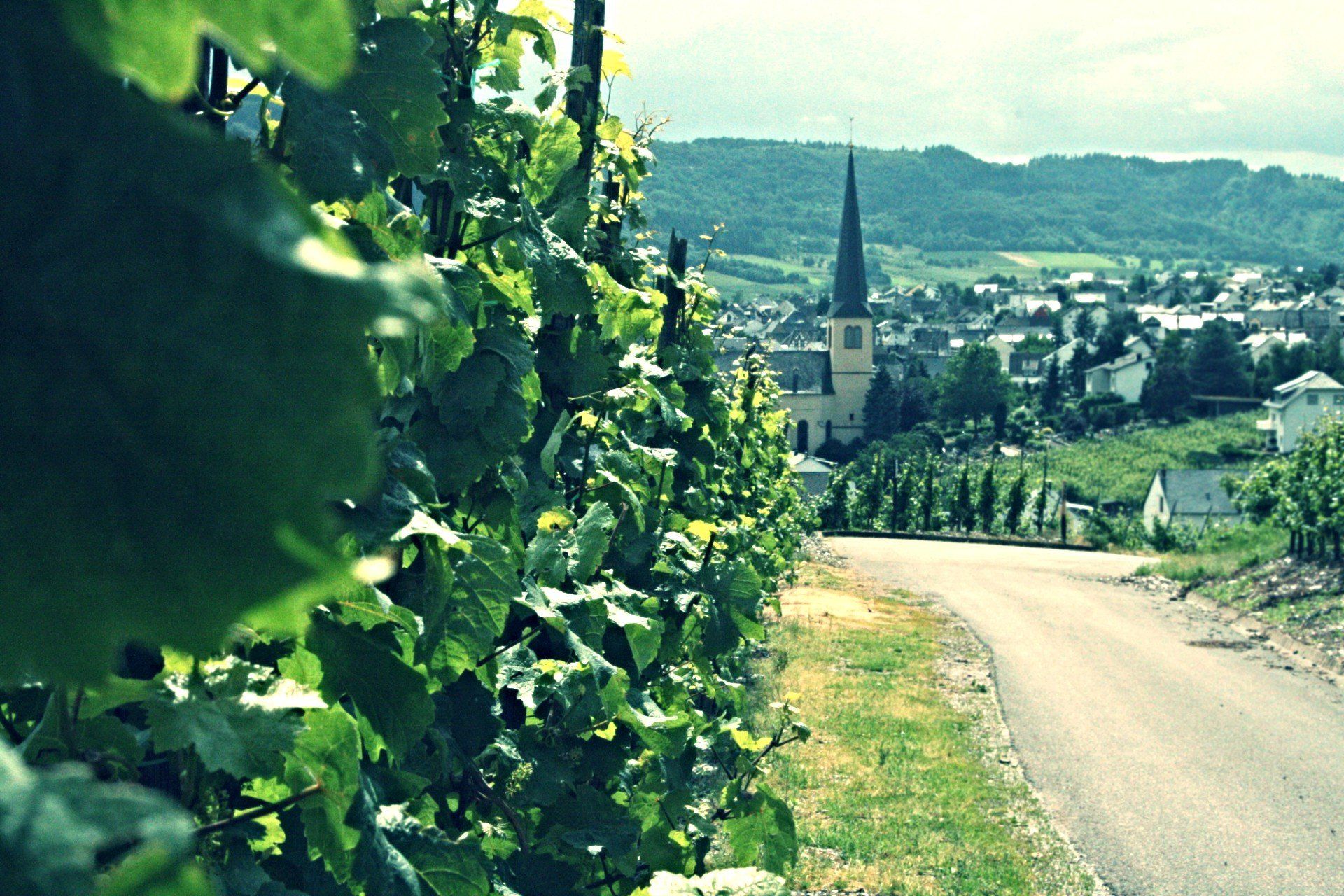 Gutsweinschänke Müllers Landschaft