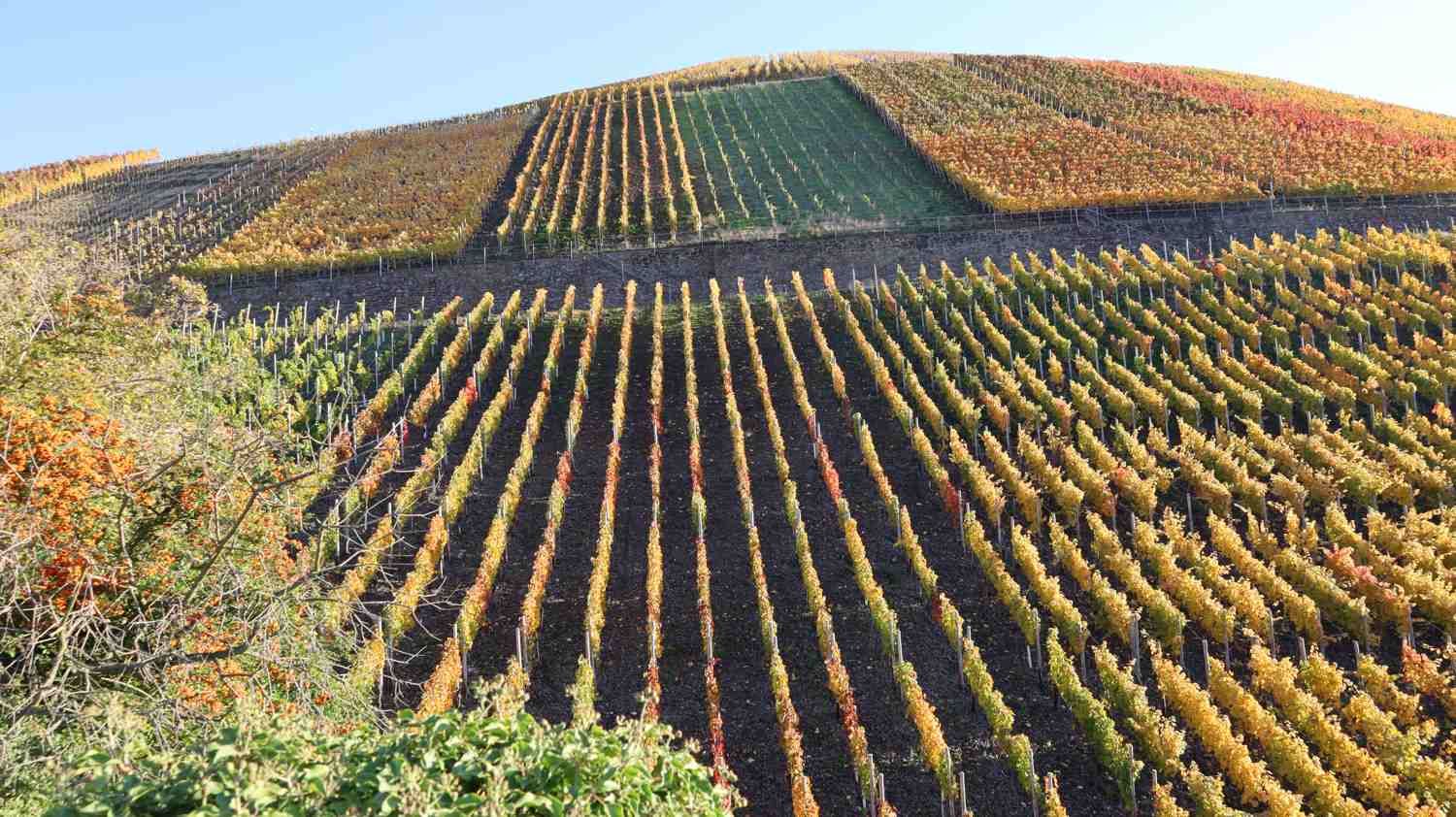 Weinberge aus Schiefer