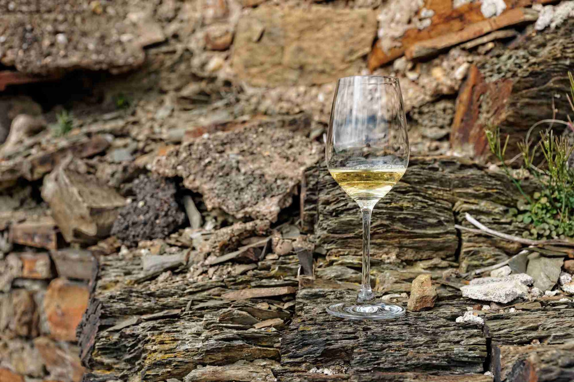 Wein auf Schieferboden