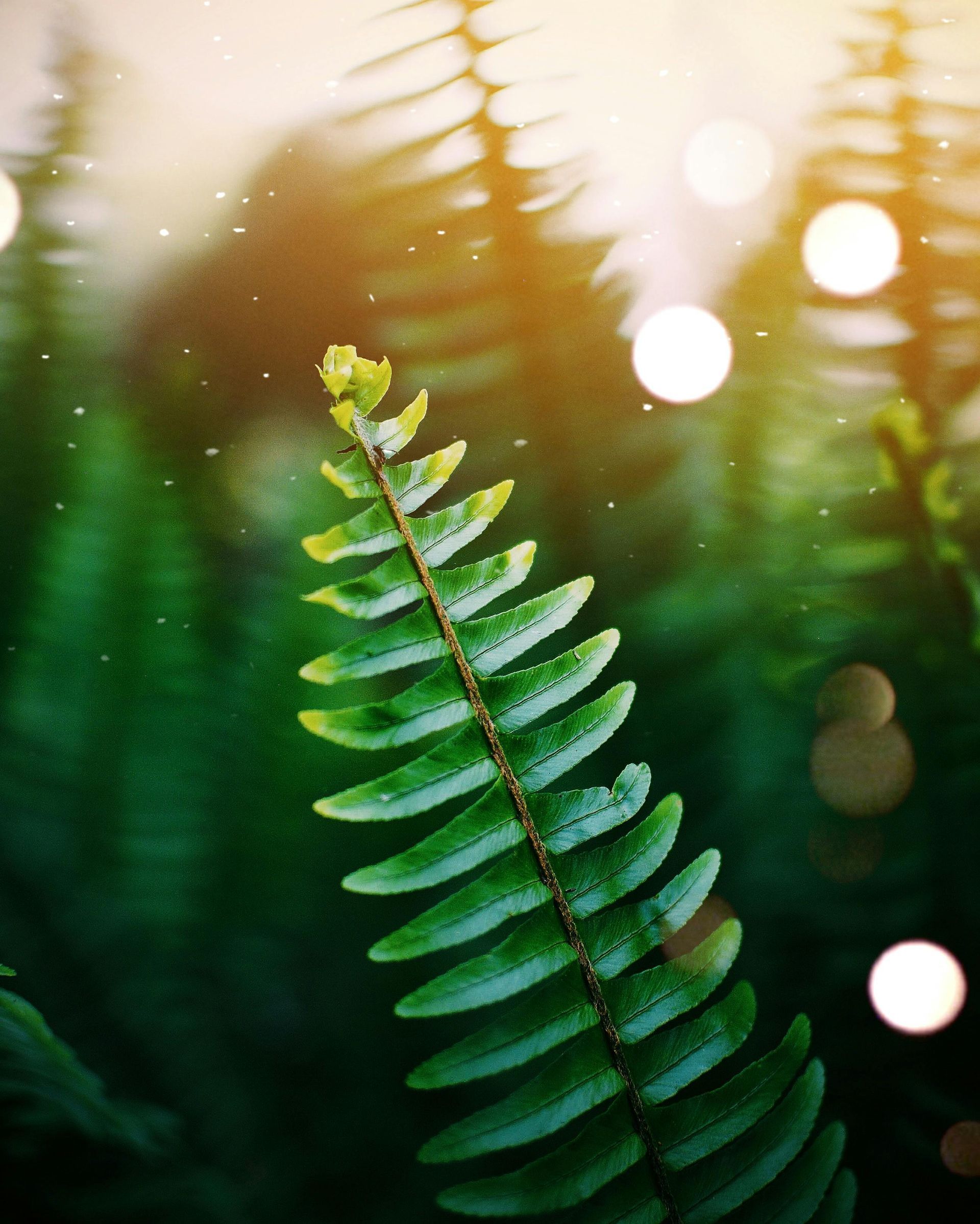 Close-up of a green fern frond with water droplets, illuminated by sunlight and bokeh effects.