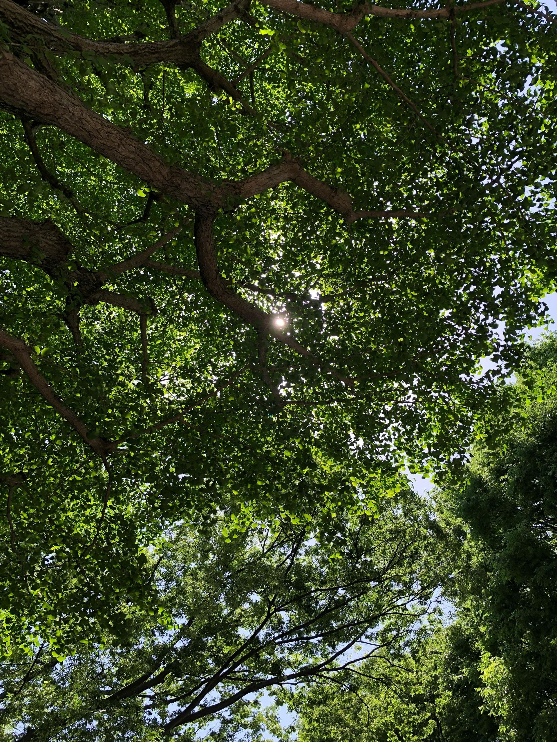Sunlight filters through a canopy of green leaves on tree branches against a light blue sky.