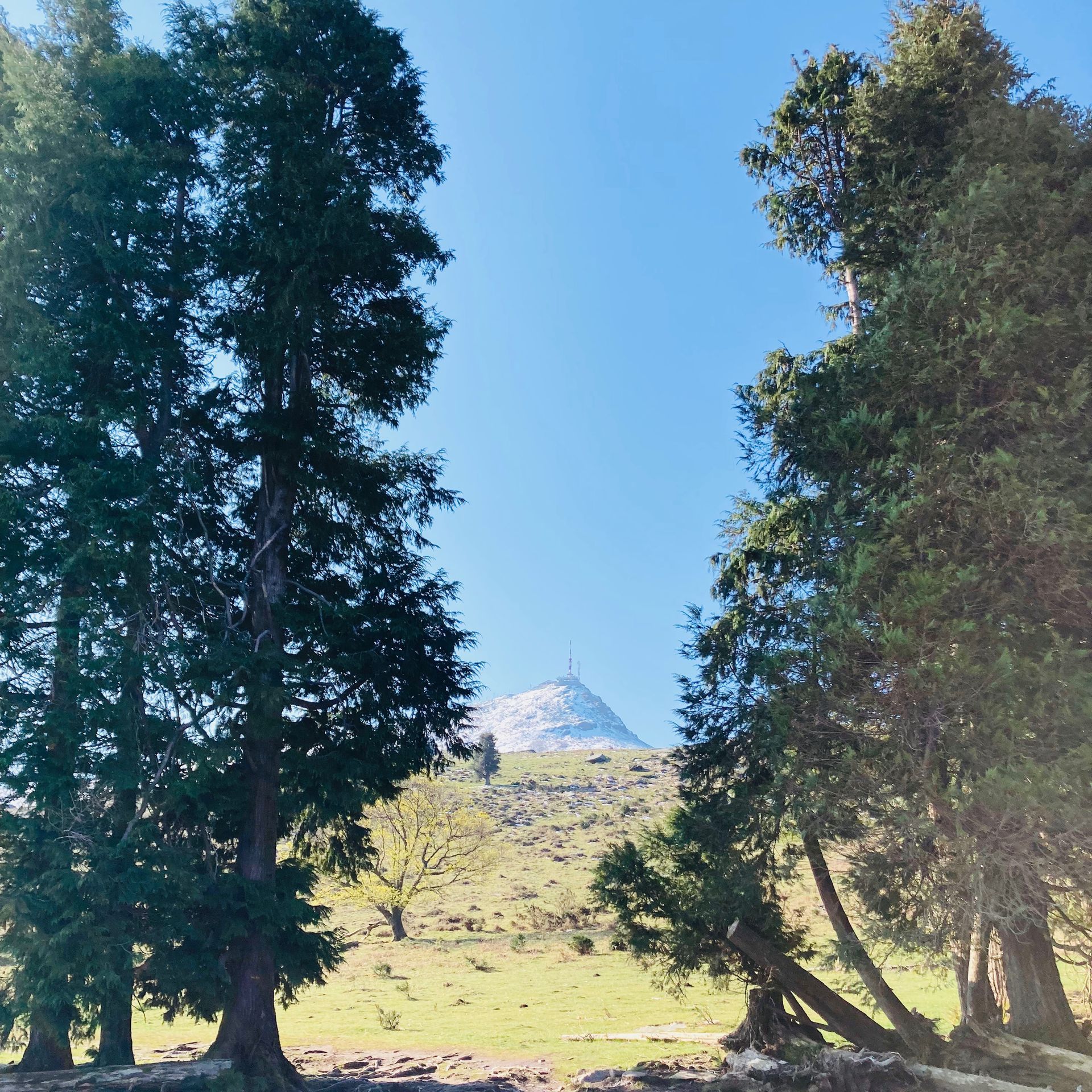 Trees frame a sunny view of a snow-capped mountain against a clear blue sky.