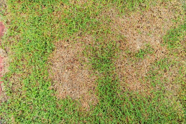 Patchy green and brown grass.