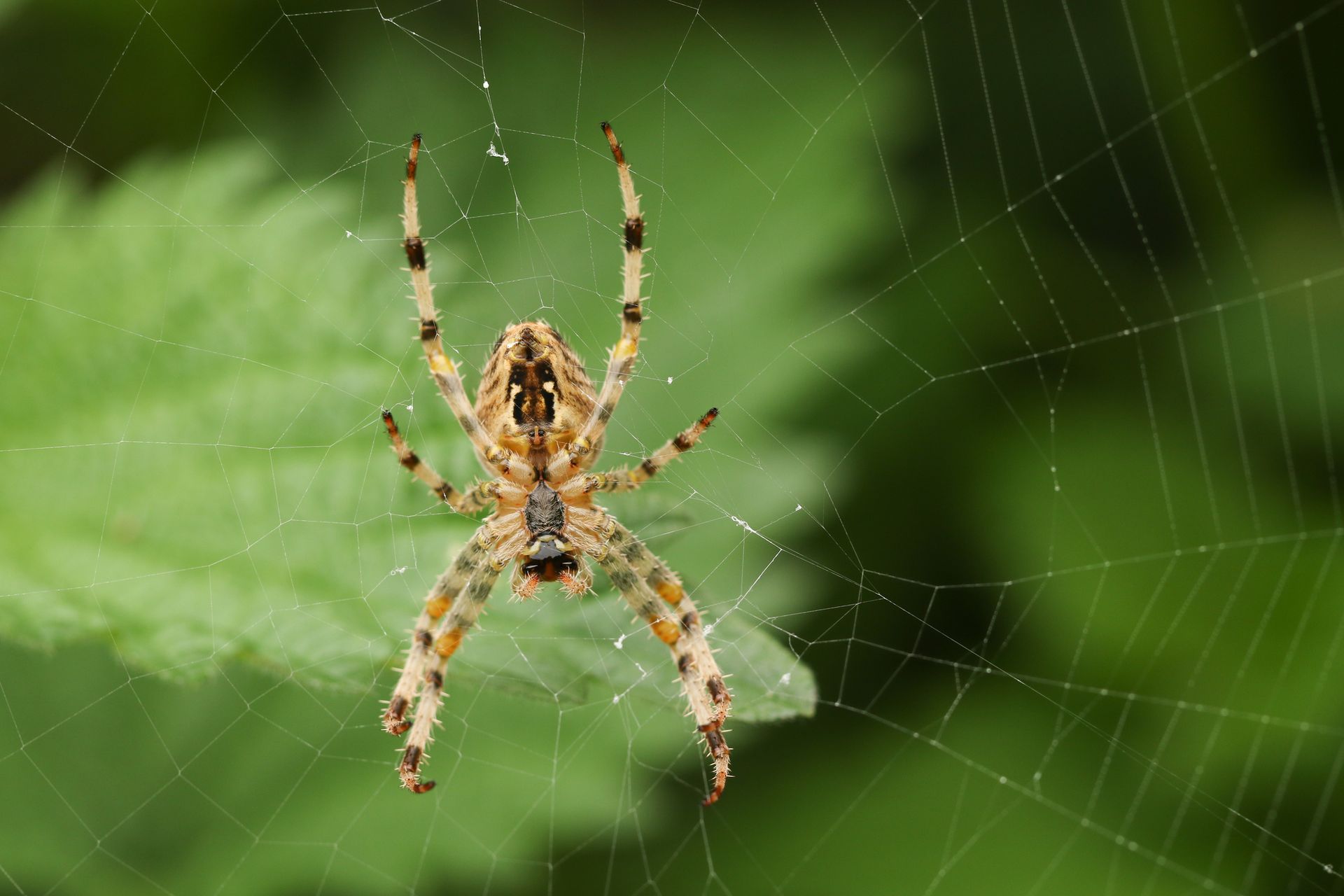Spider on a web, brown and tan markings, green leaves in the background.
