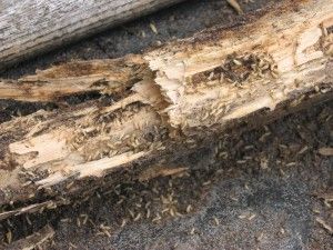 Termite-infested wood, showing damage and insects.