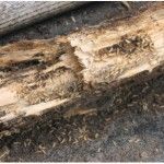 Termite infested wood