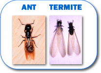 ant-vs-termite difference between a termite and a flying ant