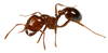 Fire Ants in Florida