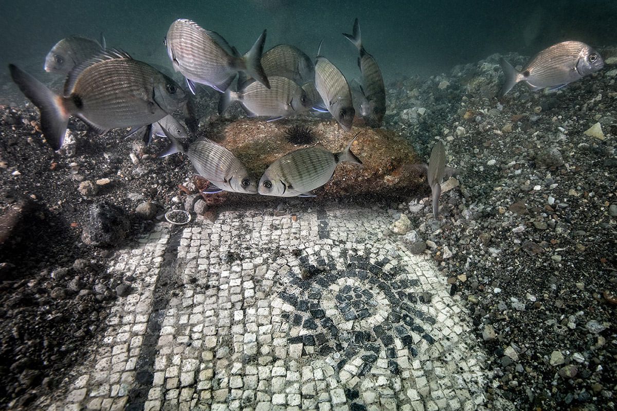 Fish swimming above a mosaic seafloor in clear underwater water