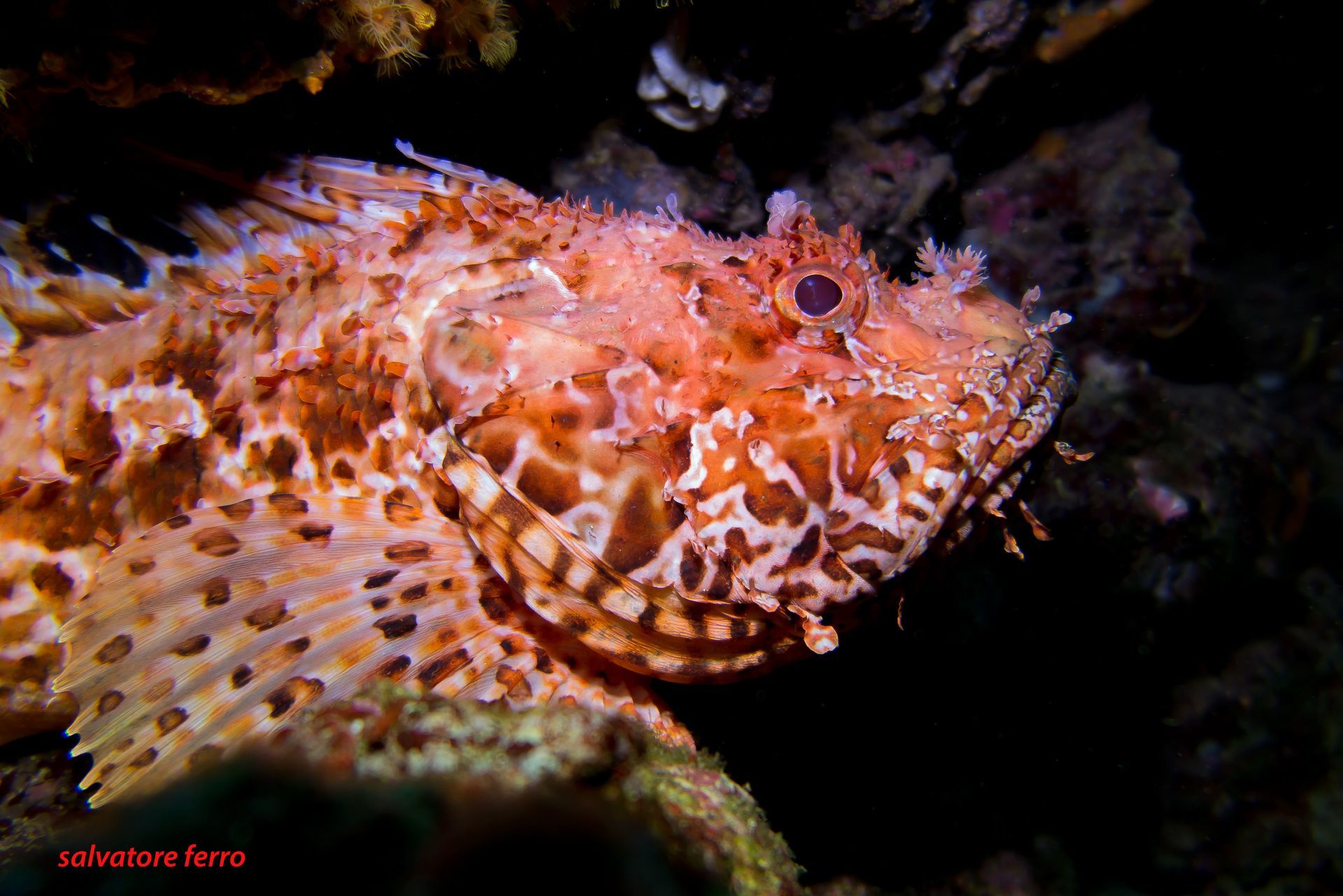 Spiny camouflaged fish resting on a dark reef, with orange-brown mottled scales and a wide head