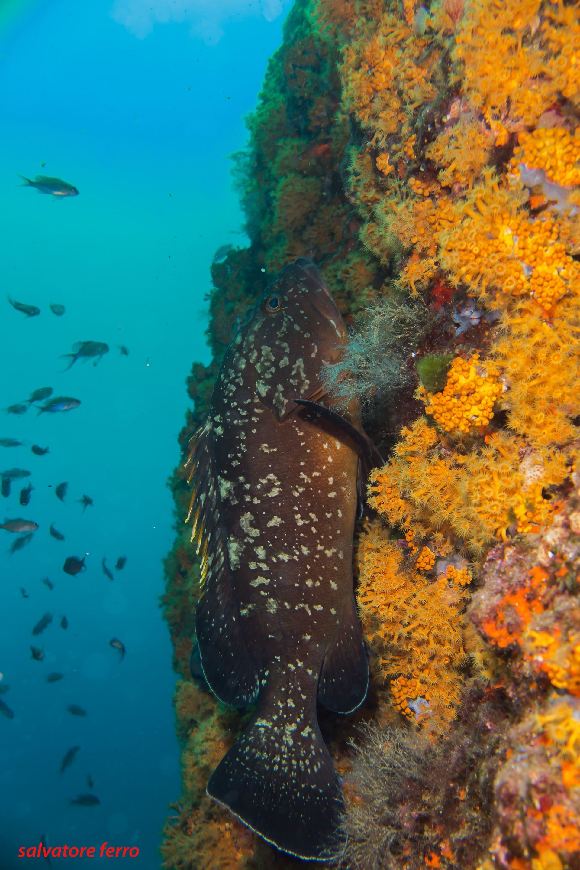 A large fish swims beside a coral-covered reef wall in turquoise water.