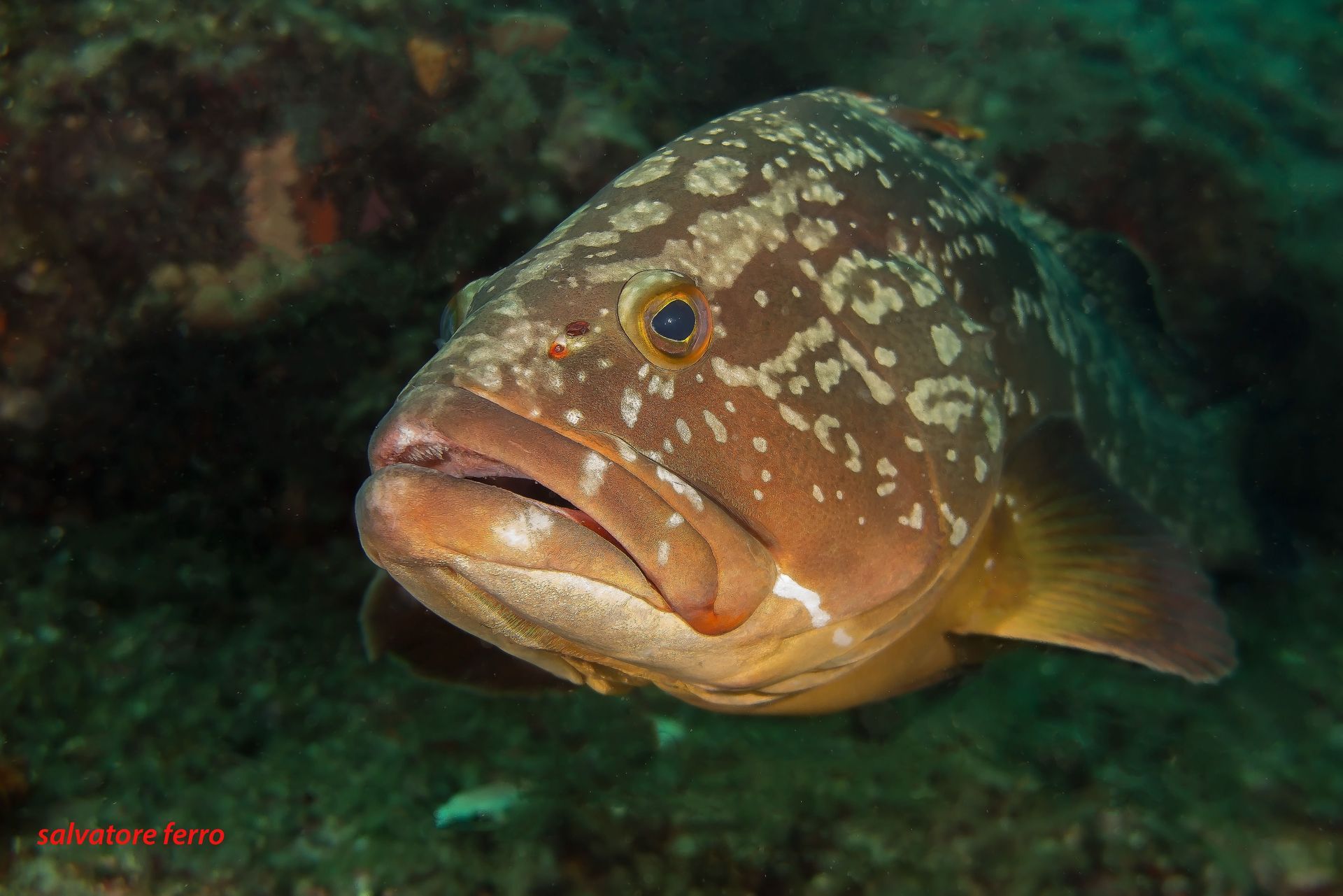 Spotted brown fish resting on a dark reef, facing left in murky water