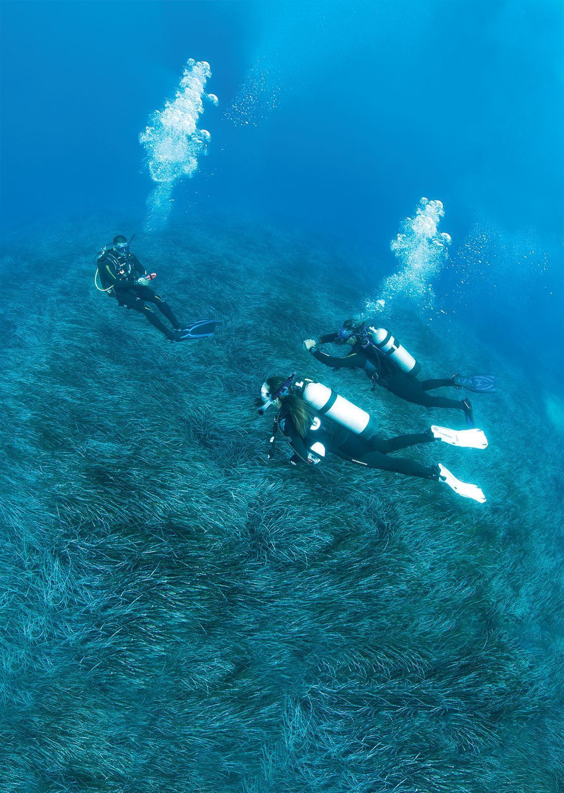 Scuba divers swimming above a coral reef in clear blue water, releasing bubbles