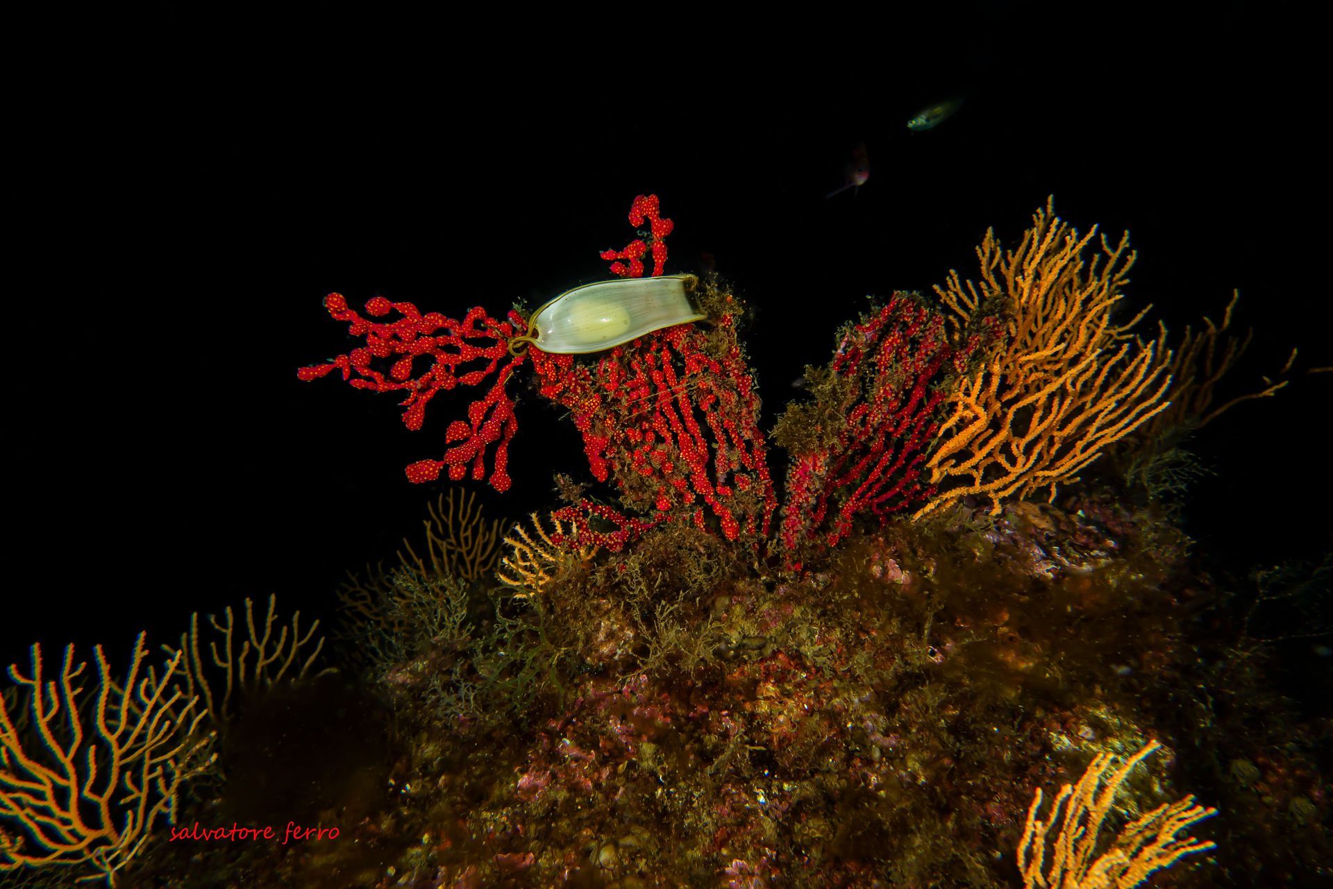Small fish swimming above red and orange coral in a dark underwater scene
