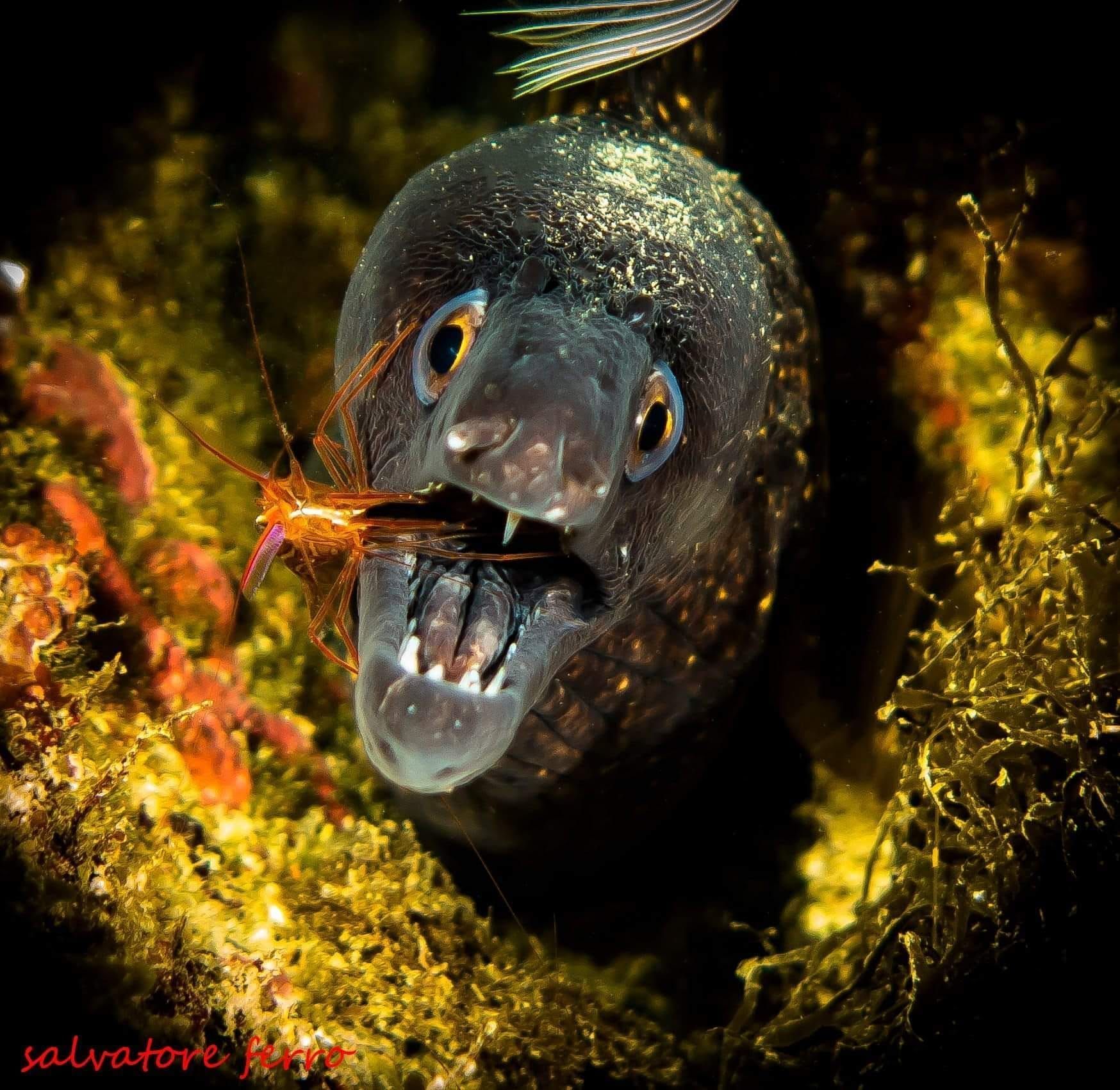 Eel peeking from a rocky crevice, mouth open with a small orange fish inside, surrounded by algae.