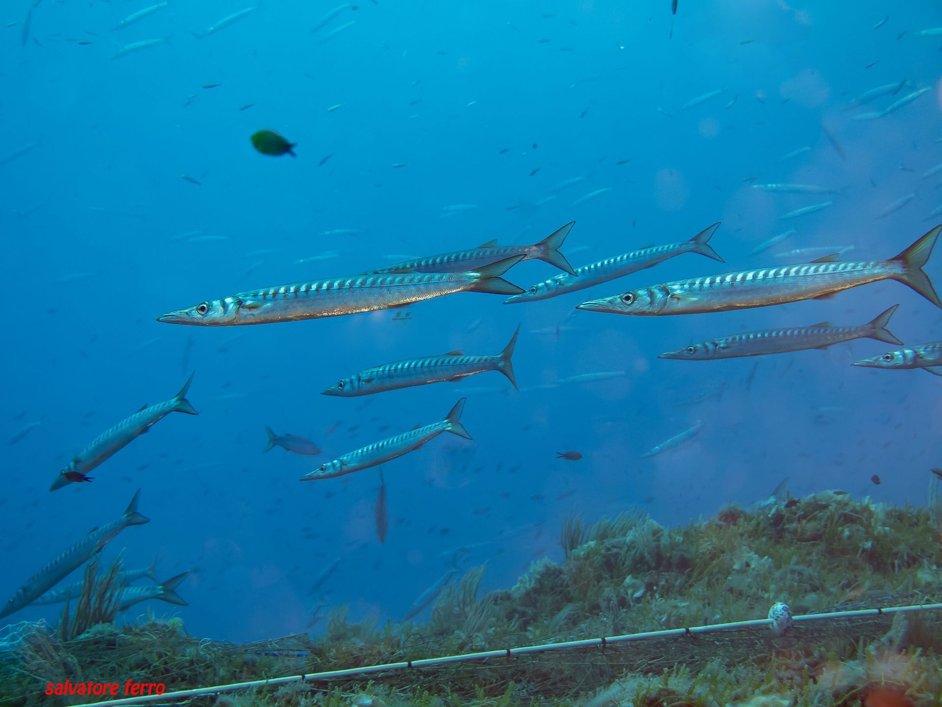 School of long, silver fish swimming in clear blue ocean water above a reef
