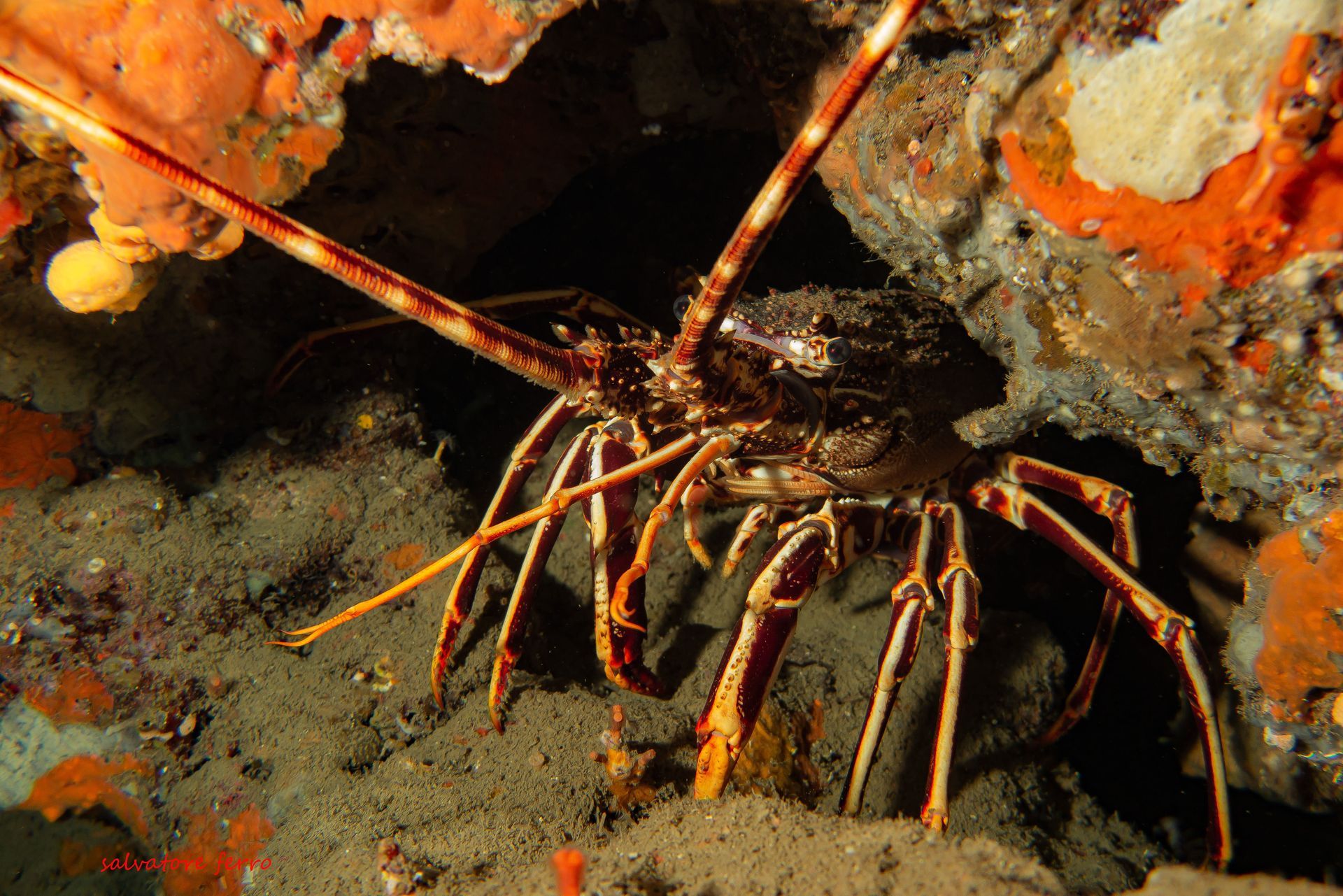 Spiny lobster hiding on a rocky ocean floor, with long orange-brown antennae and legs.