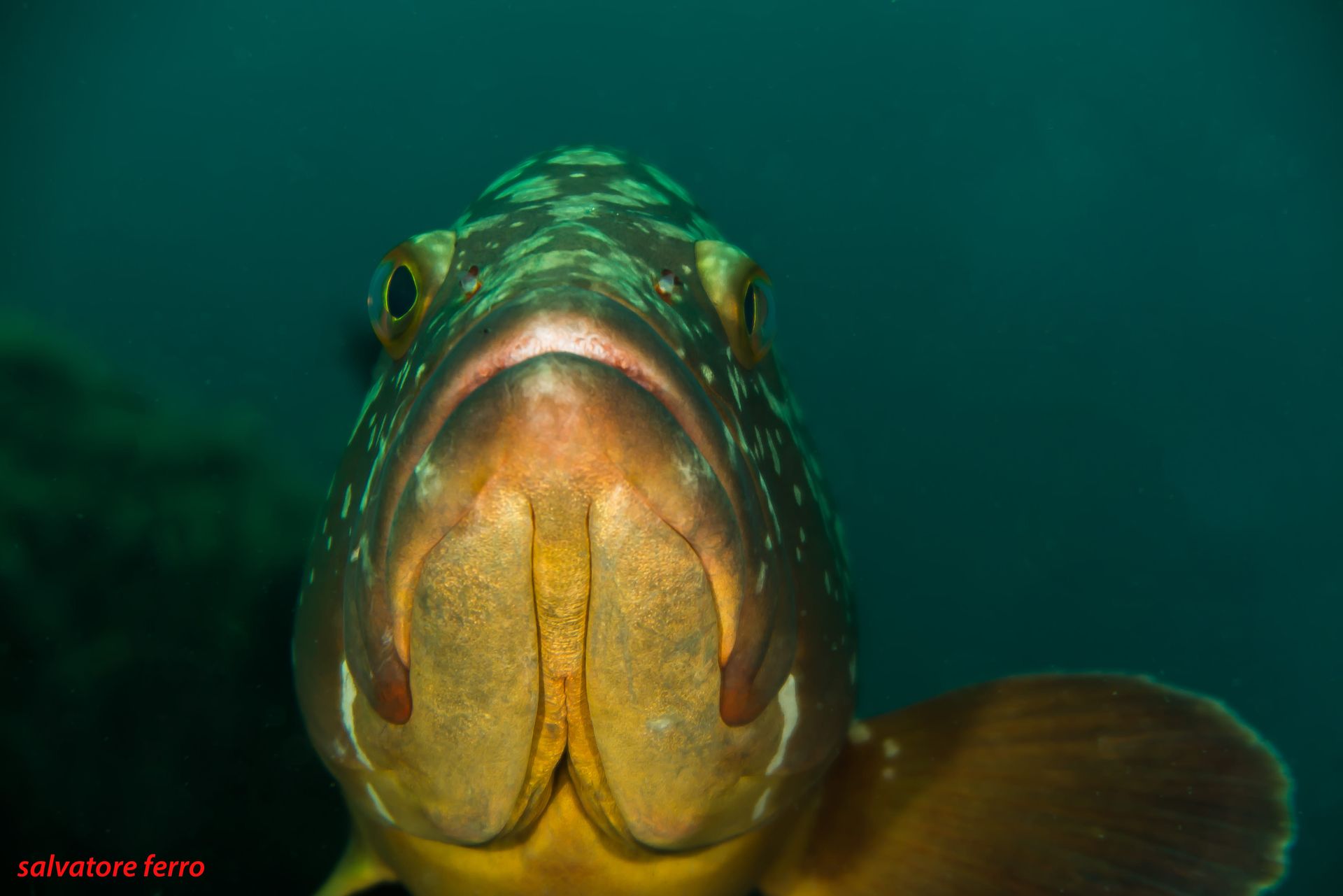 Close-up of a fish underwater, facing the camera with a yellow-orange mouth and green scales