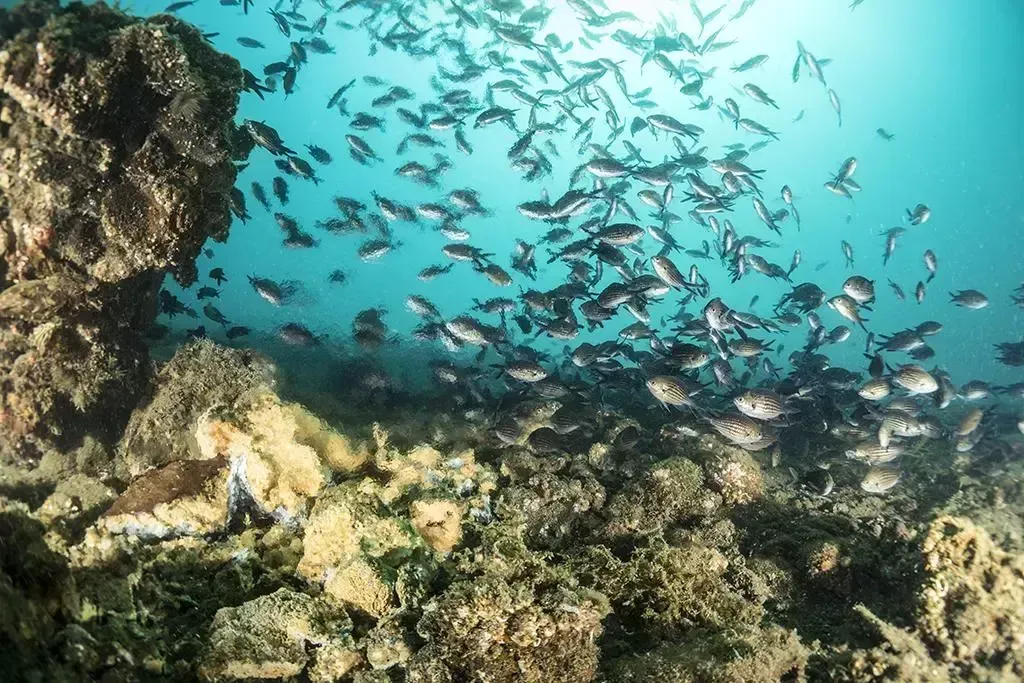 School of fish swimming above a rocky coral reef in clear blue water