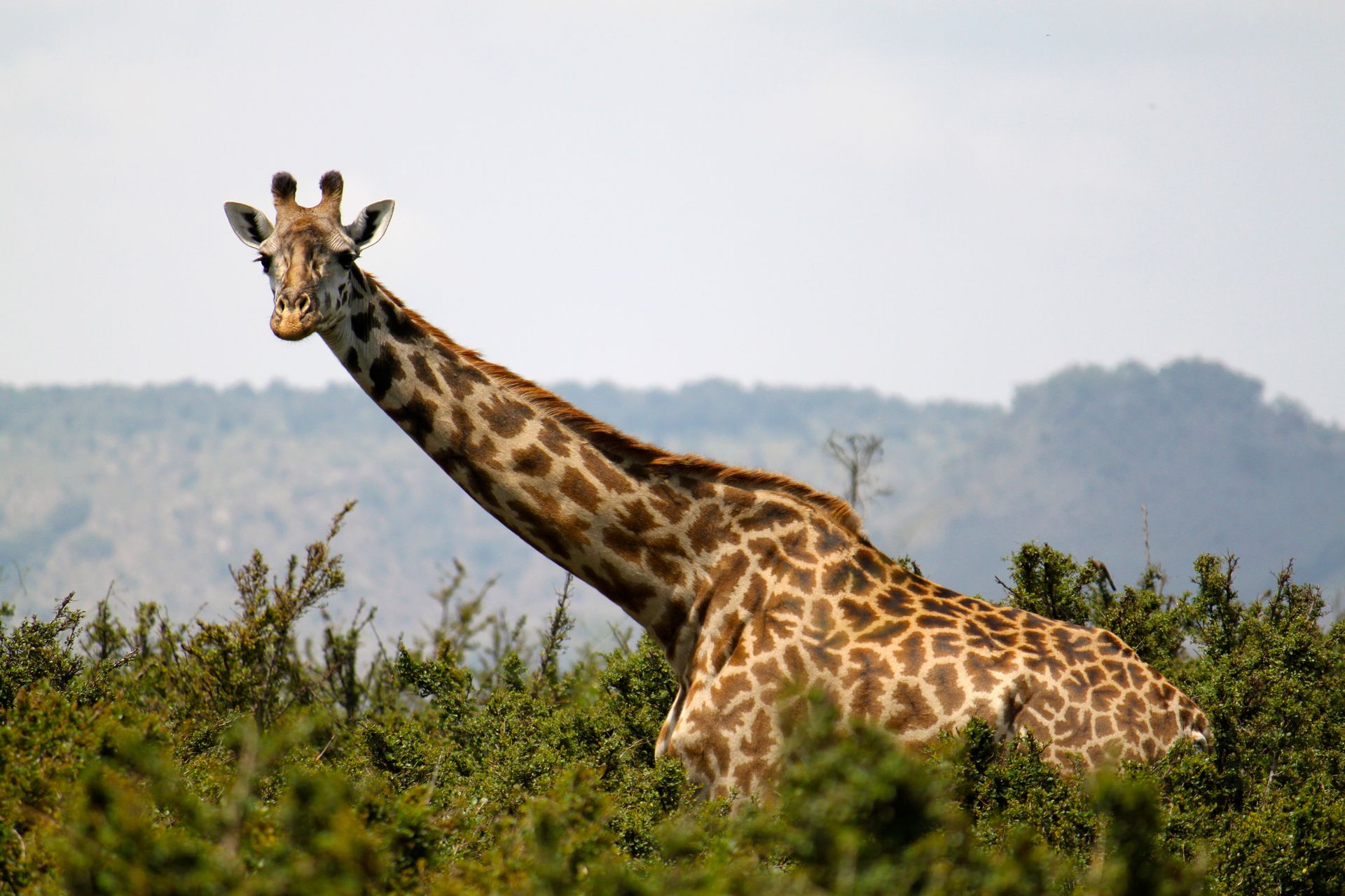 A giraffe with a long neck is standing in a field of trees.