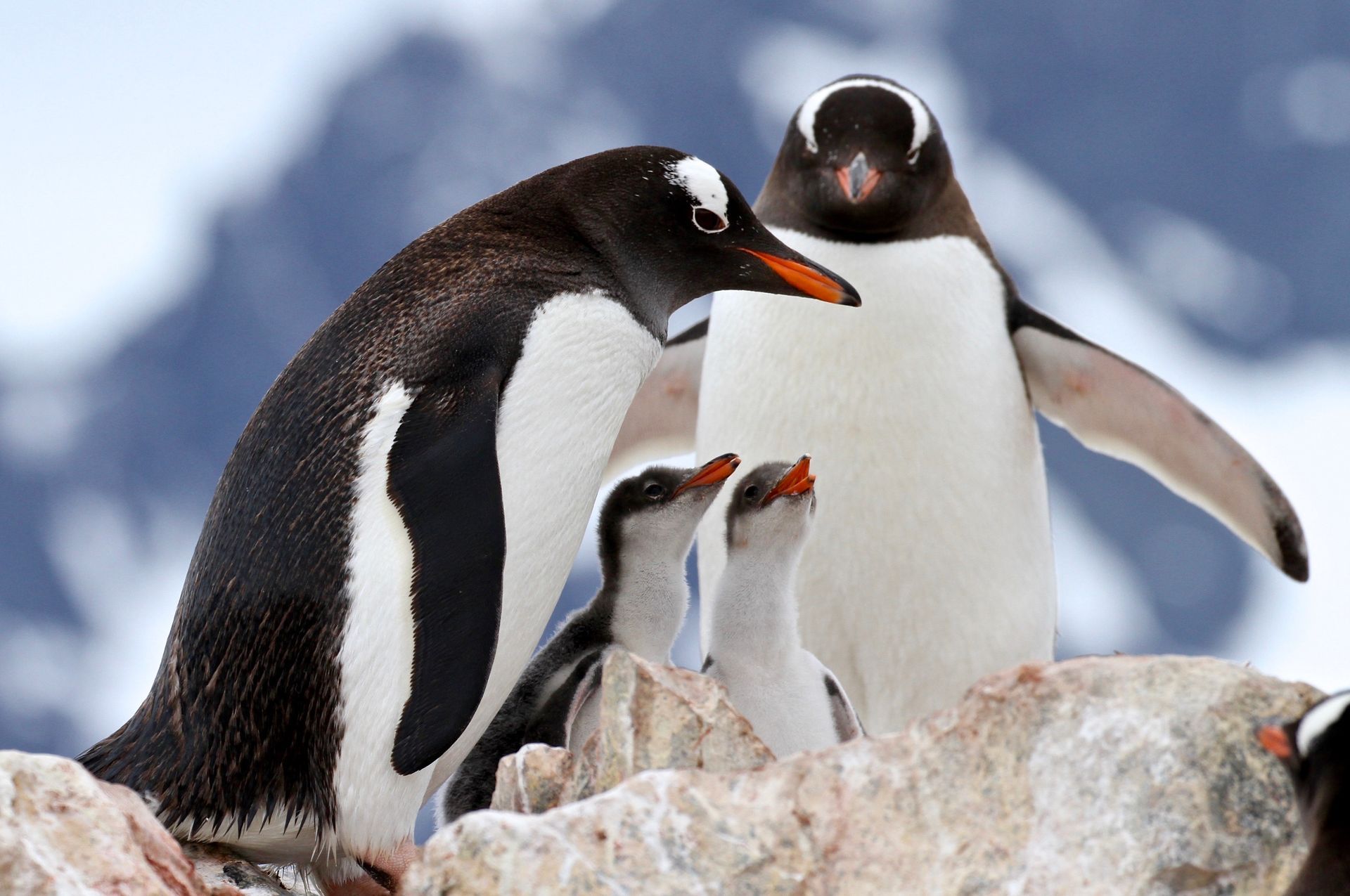 A group of penguins are standing on a rock