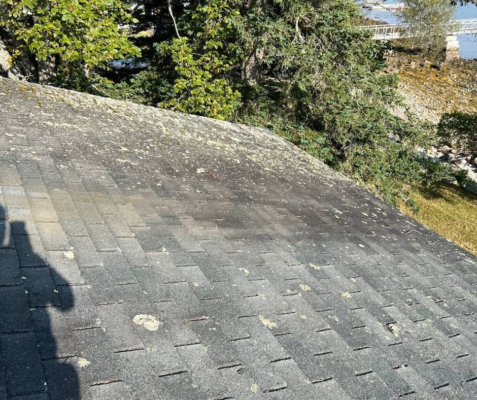 A roof with a lot of moss on it and trees in the background.