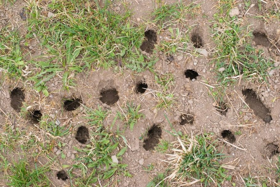 Small dark burrow holes scattered in dry grass and dirt, likely from animals