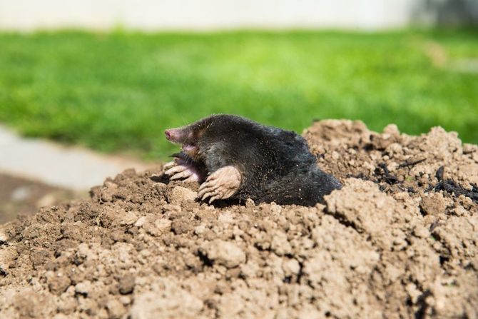 Small black mole poking out of a dirt mound on a grassy lawn