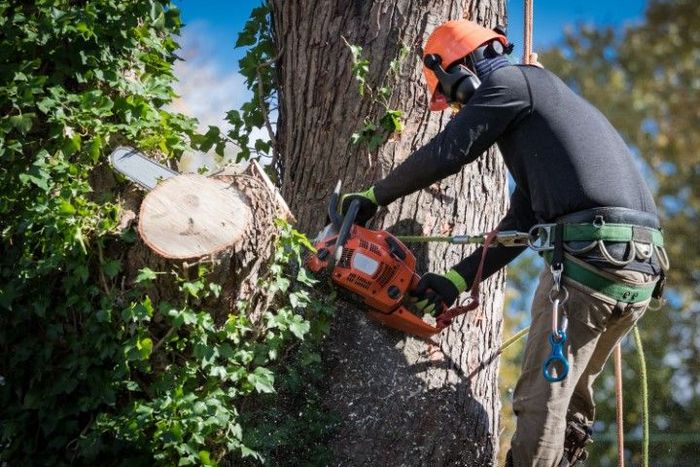 Arborist cuts tree branch with chainsaw, wearing safety gear, attached by rope.
