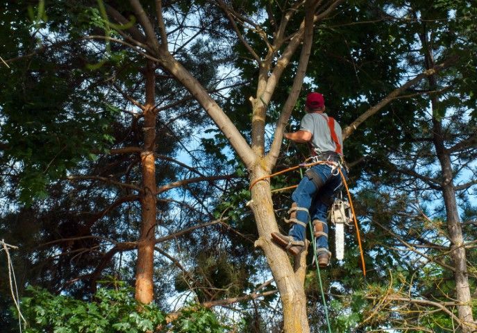 Arborist in a tree, trimming branches with a chainsaw, wearing safety gear and climbing harness.