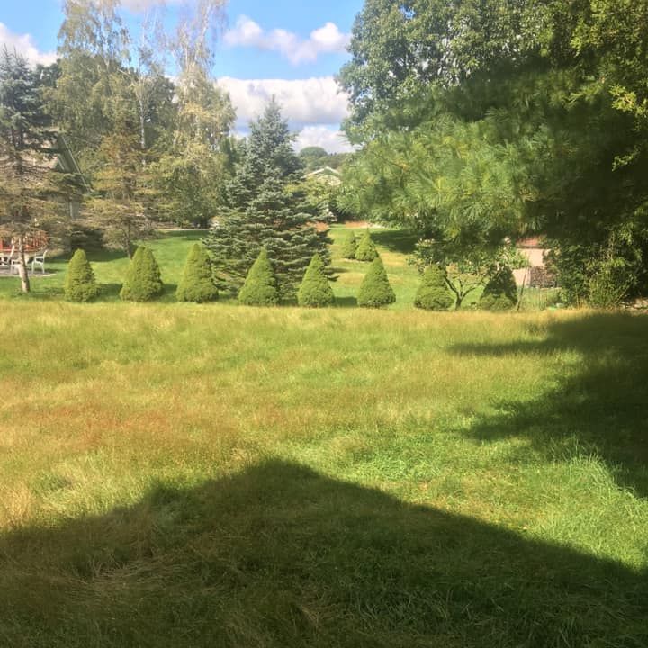 A large grassy field with trees in the background