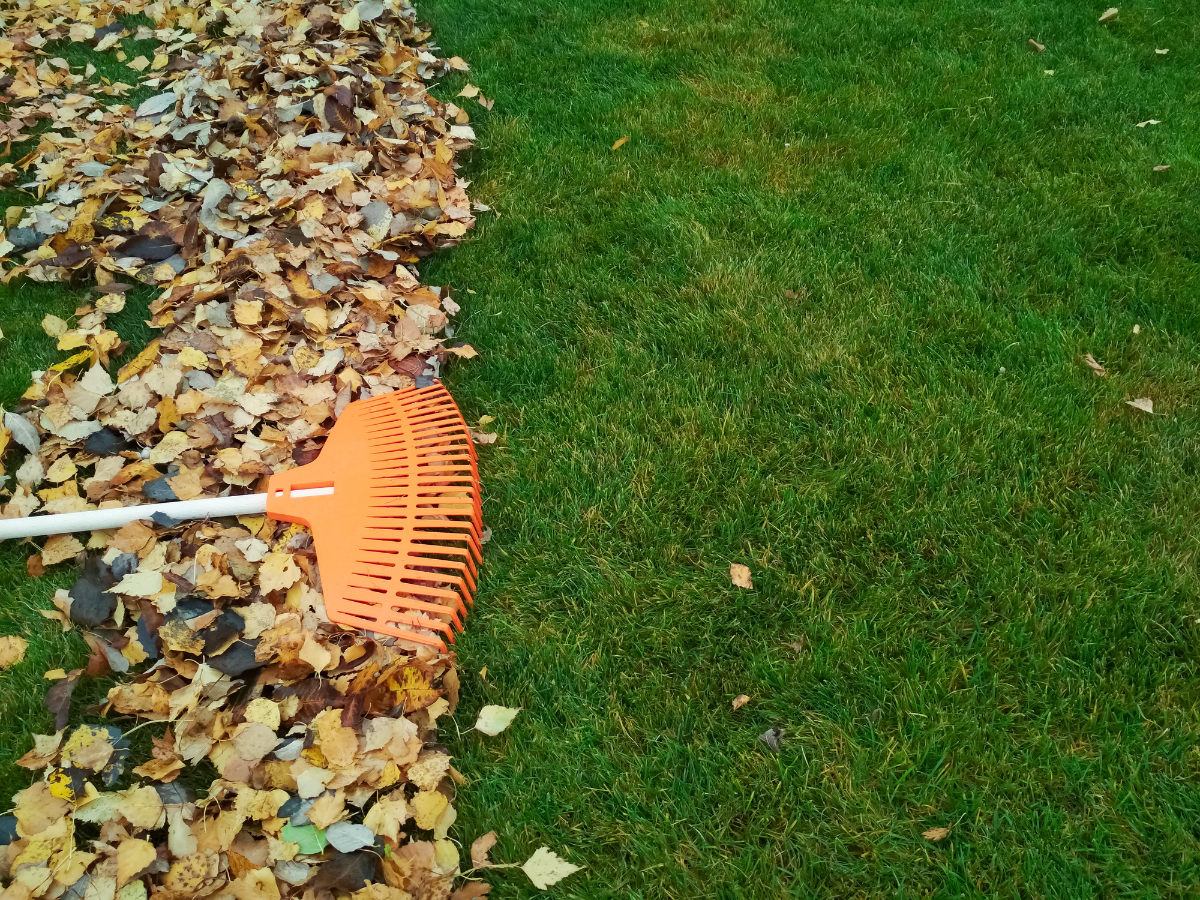Orange rake gathering leaves on green grass. Orange rake gathering leaves on green grass.
